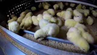 Video Jaula para Pollos de engorde o broiler [upl. by Swarts]