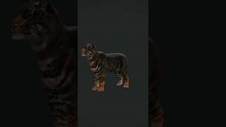 Super Rare PseudoMelanistic Tiger cotw cotwclips shorts veiws thehuntercallofthewild [upl. by Eikram1]