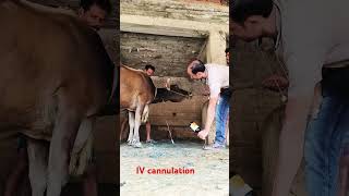 Intravenous infusion of calcium borogluconate in jugular vein in a Jersey cow by Mathuriv cannula [upl. by El503]