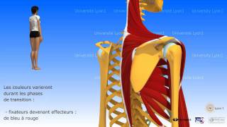 Lépaule antepulsion ou élévation antérieure du bras [upl. by Faina]