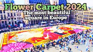 Brussels Flower Carpet 20241st day 15 August [upl. by Kerrin]