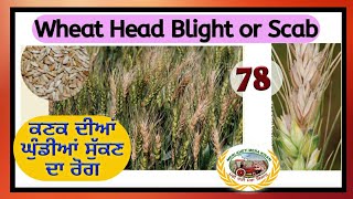 Fusarium Head Blight Scab of Wheat ਕਣਕ ਦੇ ਸ਼ਿੱਟੇ ਸੁੱਕਣ ਦੀ ਬਿਮਾਰੀ Shergill Markhai [upl. by Yusuk]