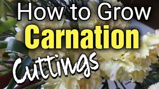 How to Grow Your Own Carnations from StoreBought Flower [upl. by Inger]