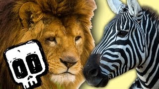 Lion vs Zebra  Deadliest Showdowns Ep 12  Earth Unplugged [upl. by Inig978]