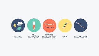 Overcoming RTqPCR Challenges [upl. by Oicnevuj]