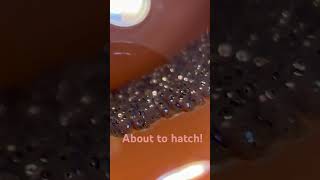 Clownfish eggs about to hatch [upl. by Hedaza]