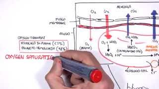 Respiration Gas Exchange [upl. by Merceer]