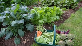 Características de una Huerta Orgánica Casera  TvAgro por Juan Gonzalo Angel [upl. by Meneau26]