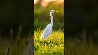 Egret In Meadow egret egrets birds bird birdlover aiinsights ai ytshorts shorts [upl. by Arber]