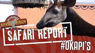 SAFARI REPORT  35 OKAPIS [upl. by Nedyah]