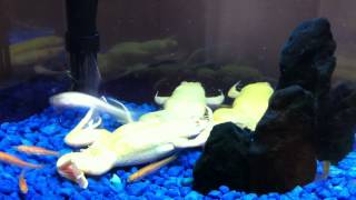 Albino Aquatic Frogs Eating Fish [upl. by Esydnac711]