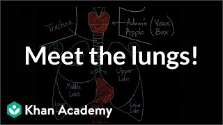 Meet the lungs  Respiratory system physiology  NCLEXRN  Khan Academy [upl. by Nace]