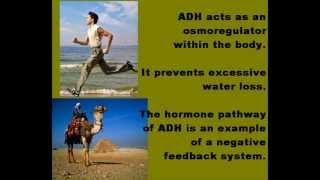 Antidiuretic Hormone ADH Osmoregulation [upl. by Lau648]