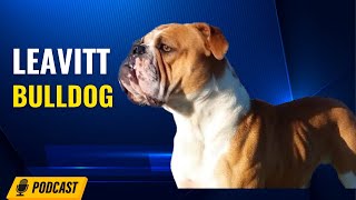 Episode 28 David Leavitt Leavitt Bulldog [upl. by Sneed259]