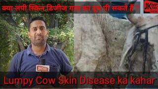 Lumpy Cow skin disease ka kahar क्या Lumy रोग से ग्रस्त गाय का दूध पीना चाहिए [upl. by Orfurd]