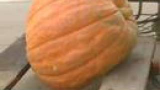 200Pound Pumpkin Targeted By Thieves [upl. by Radnaxela951]