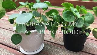 Pilea Peperomioides  Propagation amp Repotting [upl. by Aneerak]