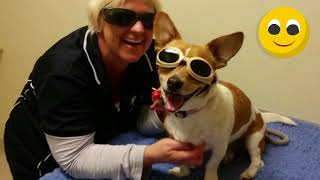 BASIL THE PARALYSED DOG WALKS AGAIN AFTER KLASER THERAPY AT TREENDALE PET MEDICAL [upl. by Denise]