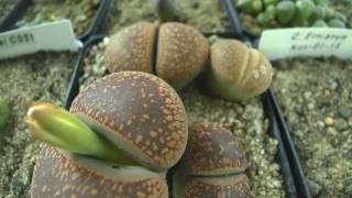 Lithops  Living Stones Flower Bud Emerging Time Lapse [upl. by Yraht665]