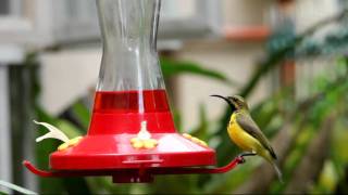 Sunbird Feeder [upl. by Milicent787]