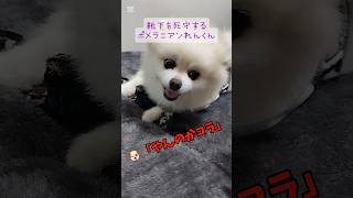 【靴下は絶対に渡さない！】鬼の形相で靴下を死守するれんくん ポメラニアン れんくん 愛犬 いぬのいる生活 [upl. by Anahpos]