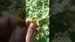 Acmella caulirhiza Delileअककराherbplantncertpraticalshort [upl. by Nali]