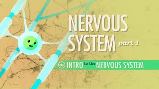 The Nervous System Part 1 Crash Course Anatomy amp Physiology 8 [upl. by Acceber]