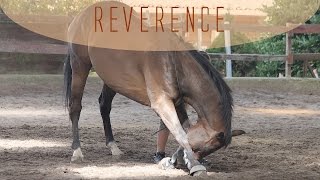 Apprendre la révérence à son cheval [upl. by Nivek]