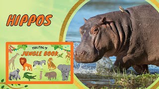 How do Hippos walk underwater Hippos sweat Pink  Toltol’s Jungle Life Book  Kids Encyclopedia [upl. by Hsejar]