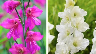 How to Plant Gladioli Summer Garden Guide [upl. by Ranzini35]