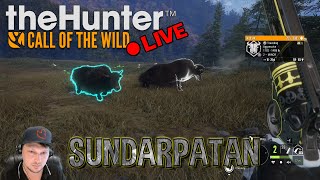 Wild Yak Bengal Tiger amp Tahr Hunting Sundarpatan  theHunter Call of the Wild cotw [upl. by Orna]