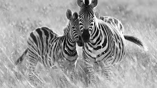 Primary Immunodeficiency Disease  Our Zebra Babies [upl. by Ahsinyd567]