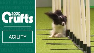 Agility  Singles Heat  Small Jumping  ​Crufts 2020 [upl. by Raquel]