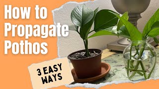 How to Propagate Pothos 3 easy ways  MOODY BLOOMS [upl. by Carmelo801]