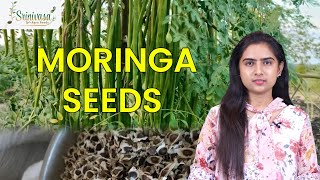 Moringa Seeds Explanation in English  Thanneru Suresh  Srinivasa Agro Seeds moringaseeds moringa [upl. by Marje]