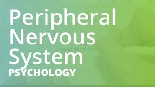 Peripheral Nervous System  Psychology PSYC101 [upl. by Hillell]