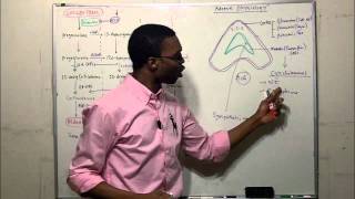 Adrenal physiology steroid pathway [upl. by Asilem]