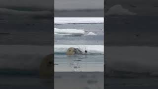 Polar Bears Stealty Ambush on a Seal From BBC Earth wildlife animals [upl. by Deden]