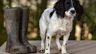 Managing English Springer Spaniel Barking Behavior [upl. by Llezom]