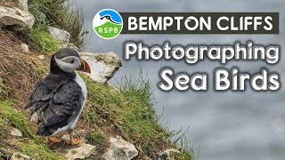 An amazing visit to Bempton Cliffs photographing Sea Birds [upl. by Nilyac]