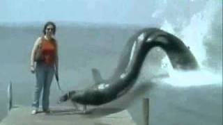 dog eaten by giant snake [upl. by Wamsley]