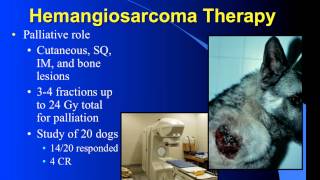 Hemangiosarcoma and Radiation Therapy [upl. by Nylhtak868]