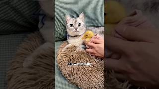 Cats Hilarious Journey🤣From EggLaying Beliefs to Duckling Lovefunny categg laying egg [upl. by Acemahs]