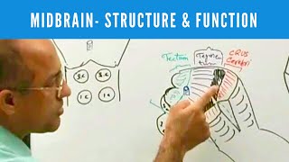 Midbrain  Structure and Function  Neuroanatomy [upl. by Pavlov352]