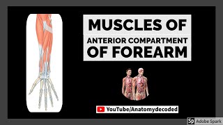 Muscles of Anterior Flexor Compartment of Forearm  Anatomy Decoded  Anatomy Lectures [upl. by Wendall]