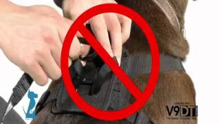 Using Your Bergan Pet Travel Safety Harness  Petco HowTo [upl. by Drof]