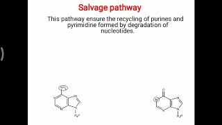 Purine Pyrimidine  salvage pathway [upl. by Elleryt]