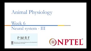 Neural System III PMRFNPTEL Session on Animal Physiologynoc24bt56 Week 6 [upl. by Branscum]