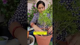 Repotting Plants from Urvann  Urvann Review Haul  Plants amp Gardening Hacks In Hindi [upl. by Anirpas]