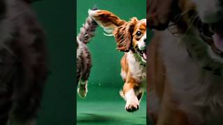 dog green screen videoanimation greensreen shortsvideo viralvideo [upl. by Wolgast625]